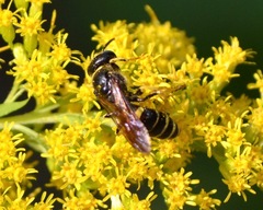 Philanthus solivagus