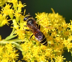 Philanthus solivagus