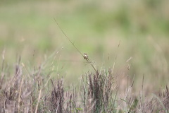 Cisticola juncidis