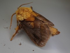 Narosoideus flavidorsalis