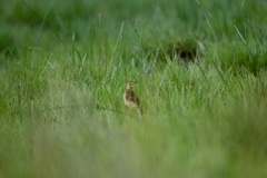 Macronyx fuelleborni