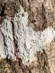 Phlyctis boliviensis