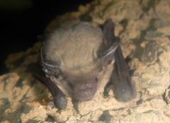 Nyctophilus arnhemensis