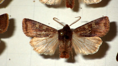 Cerastis leucographa