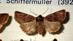 Cerastis leucographa