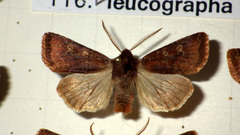 Cerastis leucographa