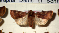 Cerastis leucographa