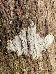 Phlyctis boliviensis