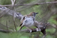 Calamonastes stierlingi