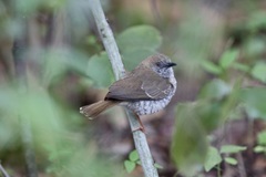 Calamonastes stierlingi