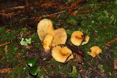 Lactarius olympianus