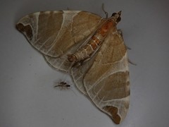 Eulithis ledereri