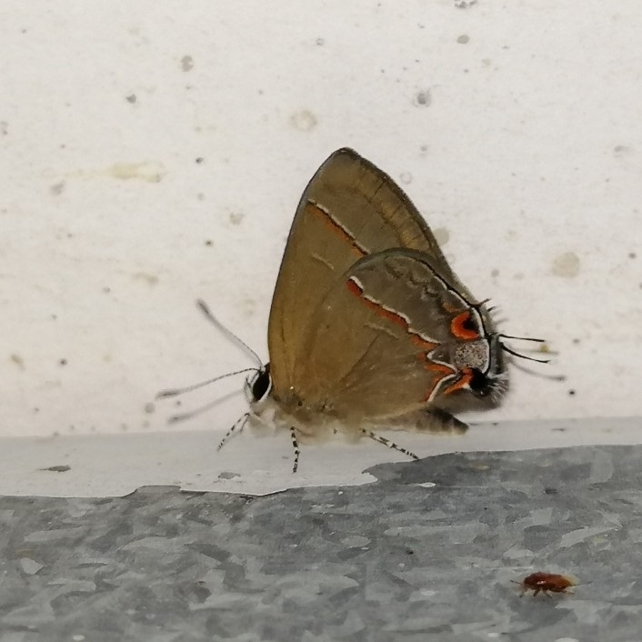 Electrostrymon endymion