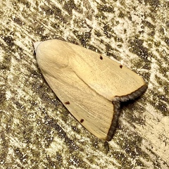 Xanthodes amata