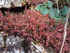 Drosera oblanceolata