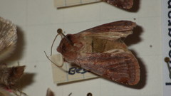Cerastis rubricosa