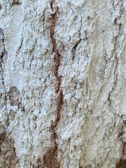 Phlyctis boliviensis