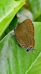 Rapala pheretima sequeira