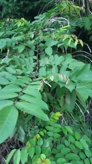 Averrhoa carambola