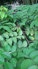 Averrhoa carambola