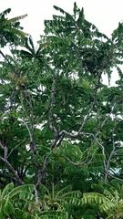 Averrhoa bilimbi