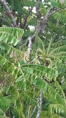Averrhoa bilimbi