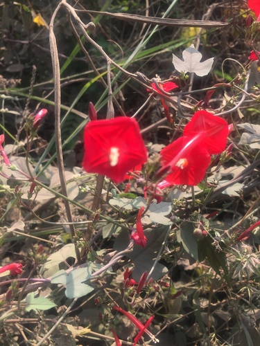 scarlet creeper