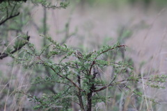 Cisticola chiniana