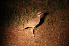 Rhinoptilus chalcopterus
