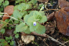 Veronica persica