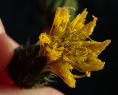 Sonchus asper