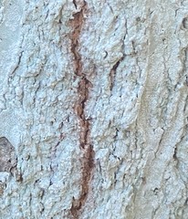 Phlyctis boliviensis