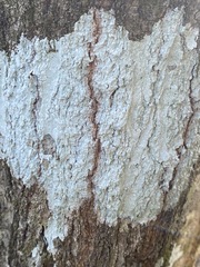 Phlyctis boliviensis