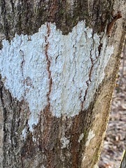 Phlyctis boliviensis