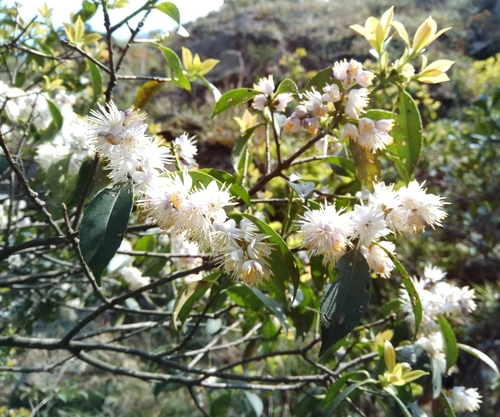 Symplocos prunifolia iNat (1)
