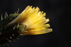 Sonchus asper