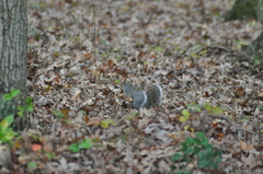 Sciurus carolinensis