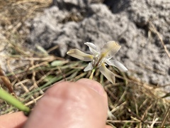 Moraea viscaria