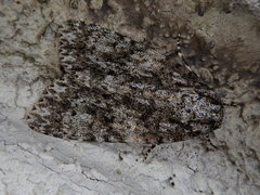 Acronicta catocaloida