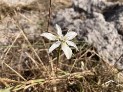 Moraea viscaria