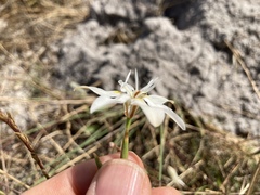 Moraea viscaria