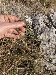 Moraea viscaria