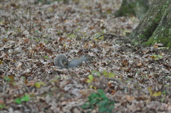 Sciurus carolinensis