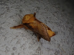 Narosoideus flavidorsalis