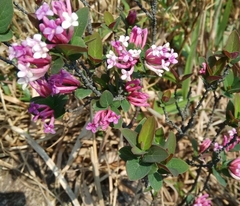 Wikstroemia monnula