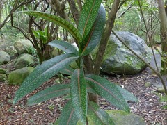 Coptosperma borbonicum
