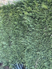 Cupressus × leylandii
