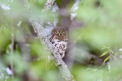 Glaucidium capense