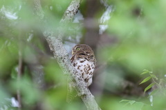 Glaucidium capense