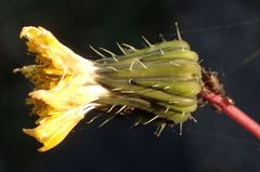 Sonchus asper
